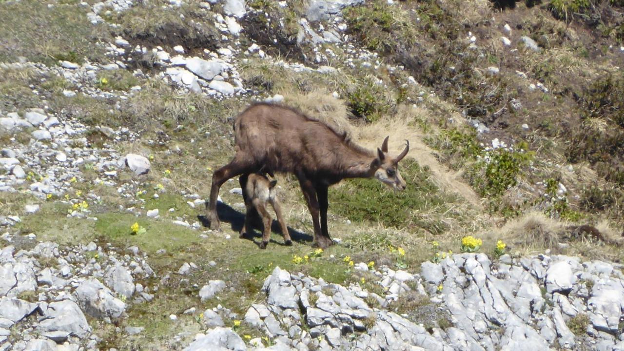Fw Weissensee 44 Füssen Zewnętrze zdjęcie